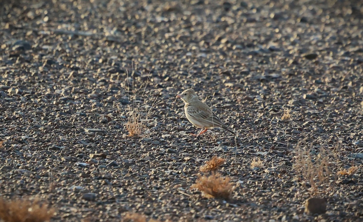 Black-crowned Sparrow-Lark - ML634220691