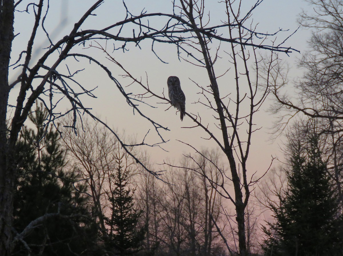 Barred Owl - ML634220780