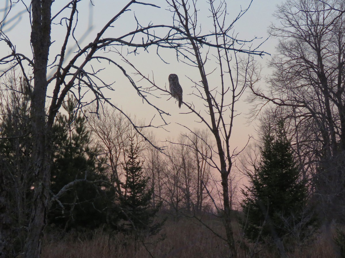 Barred Owl - ML634220781