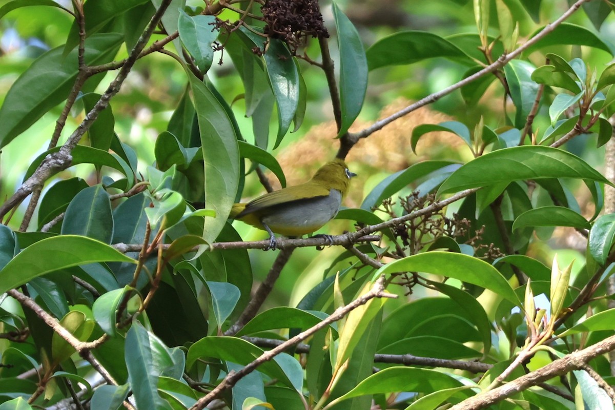 Hume's White-eye - ML634220788