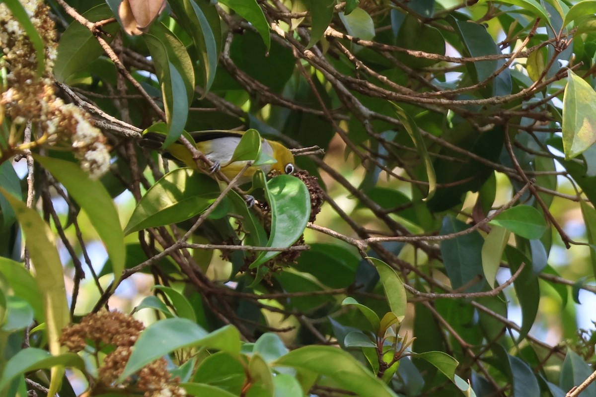 Hume's White-eye - ML634220789