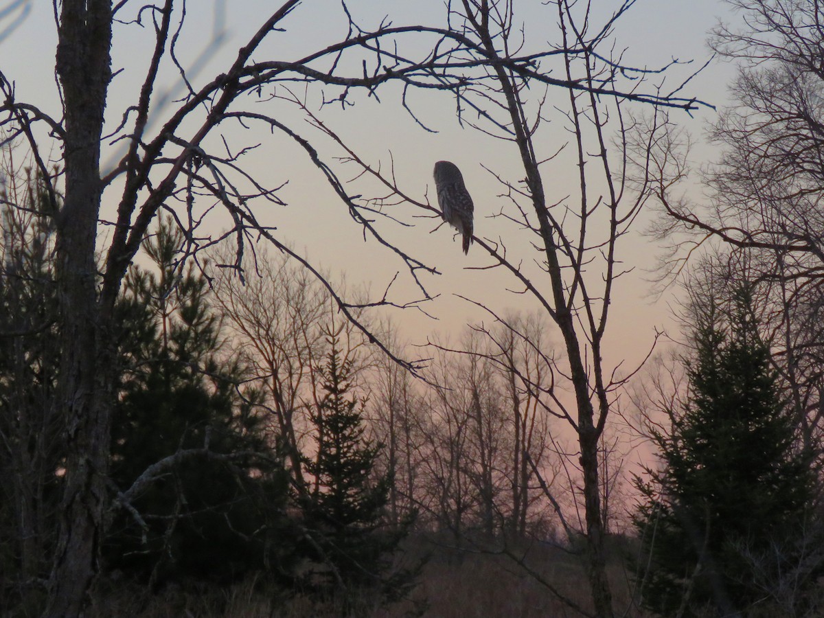 Barred Owl - ML634220796