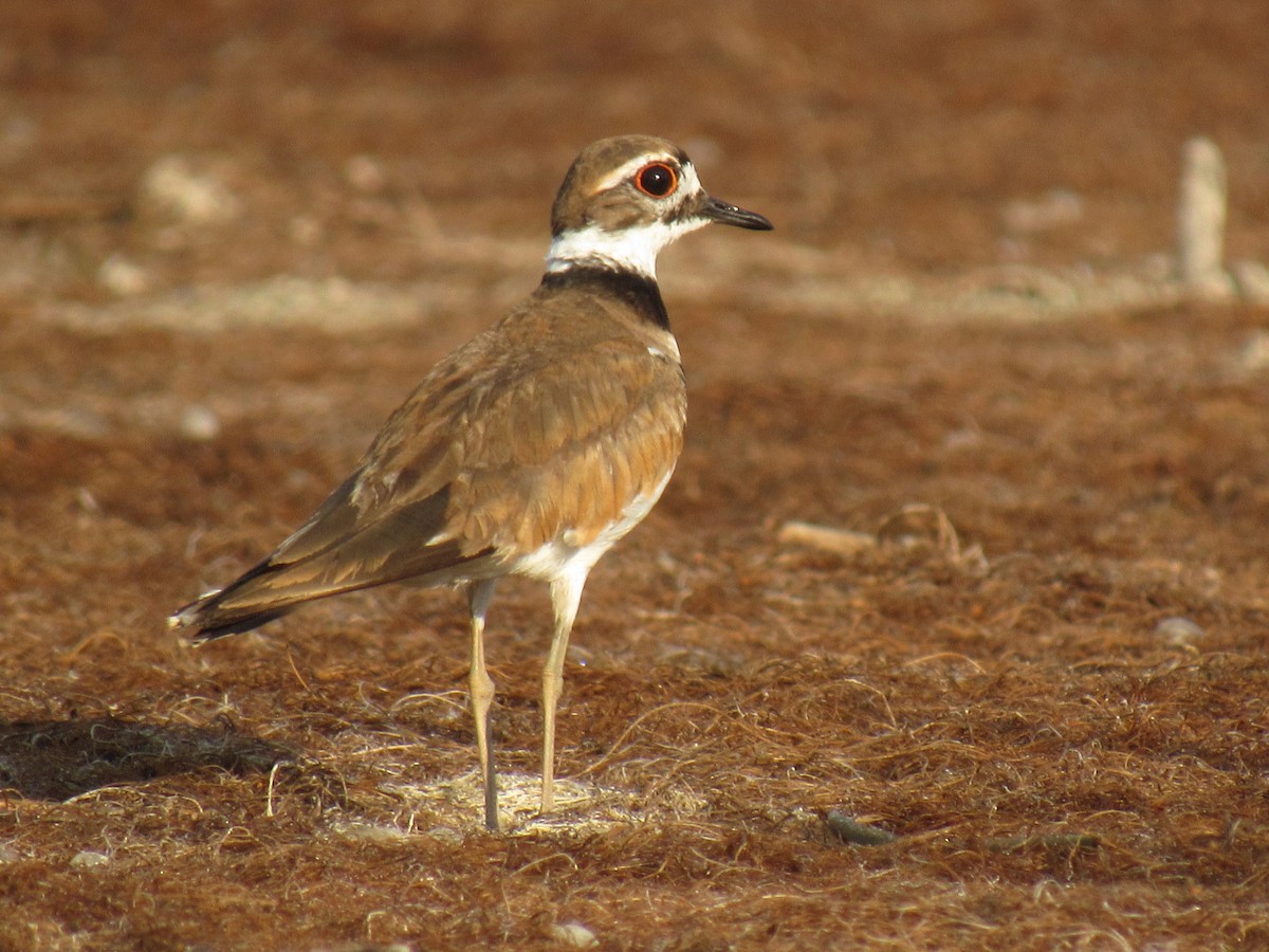 Killdeer - ML63422081