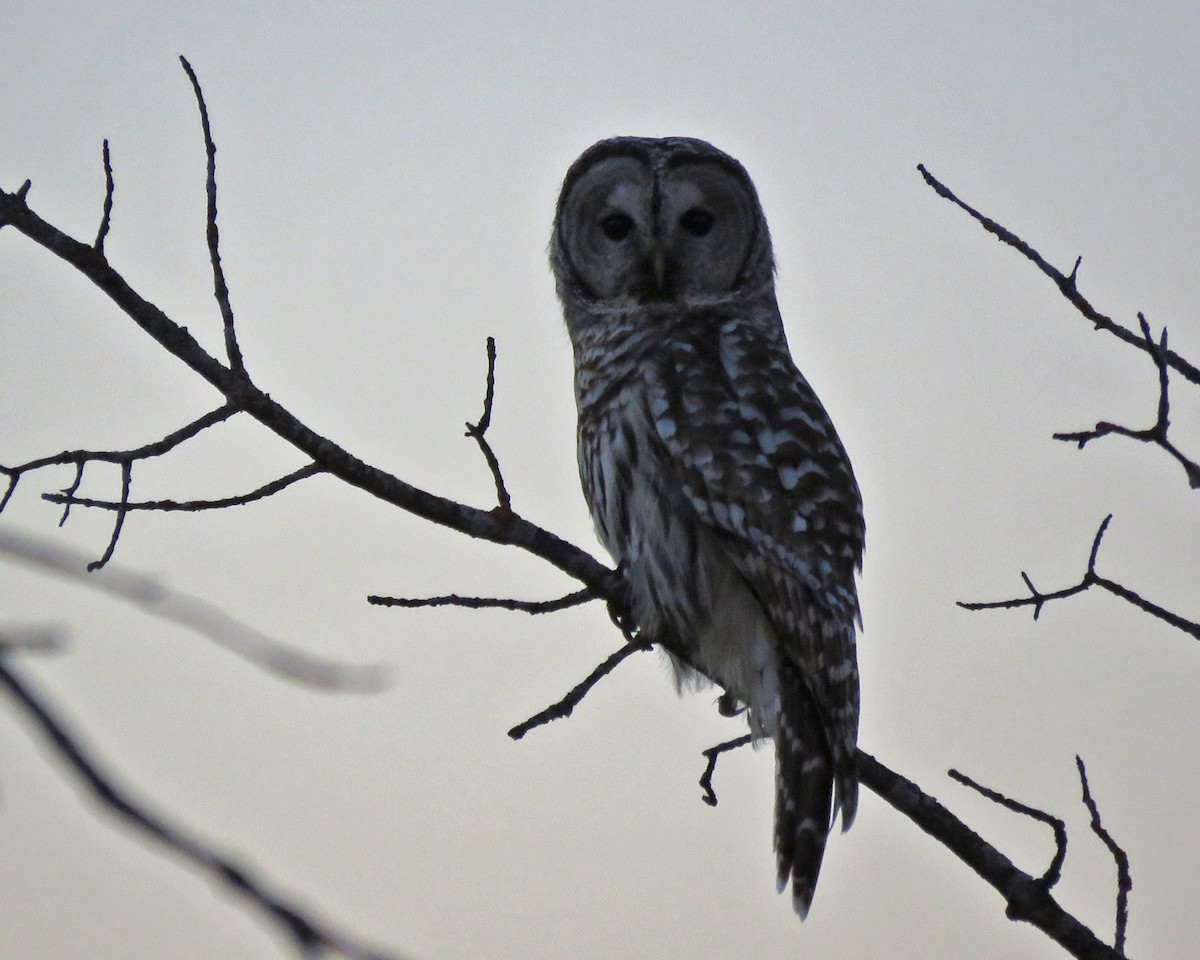 Barred Owl - ML634220834