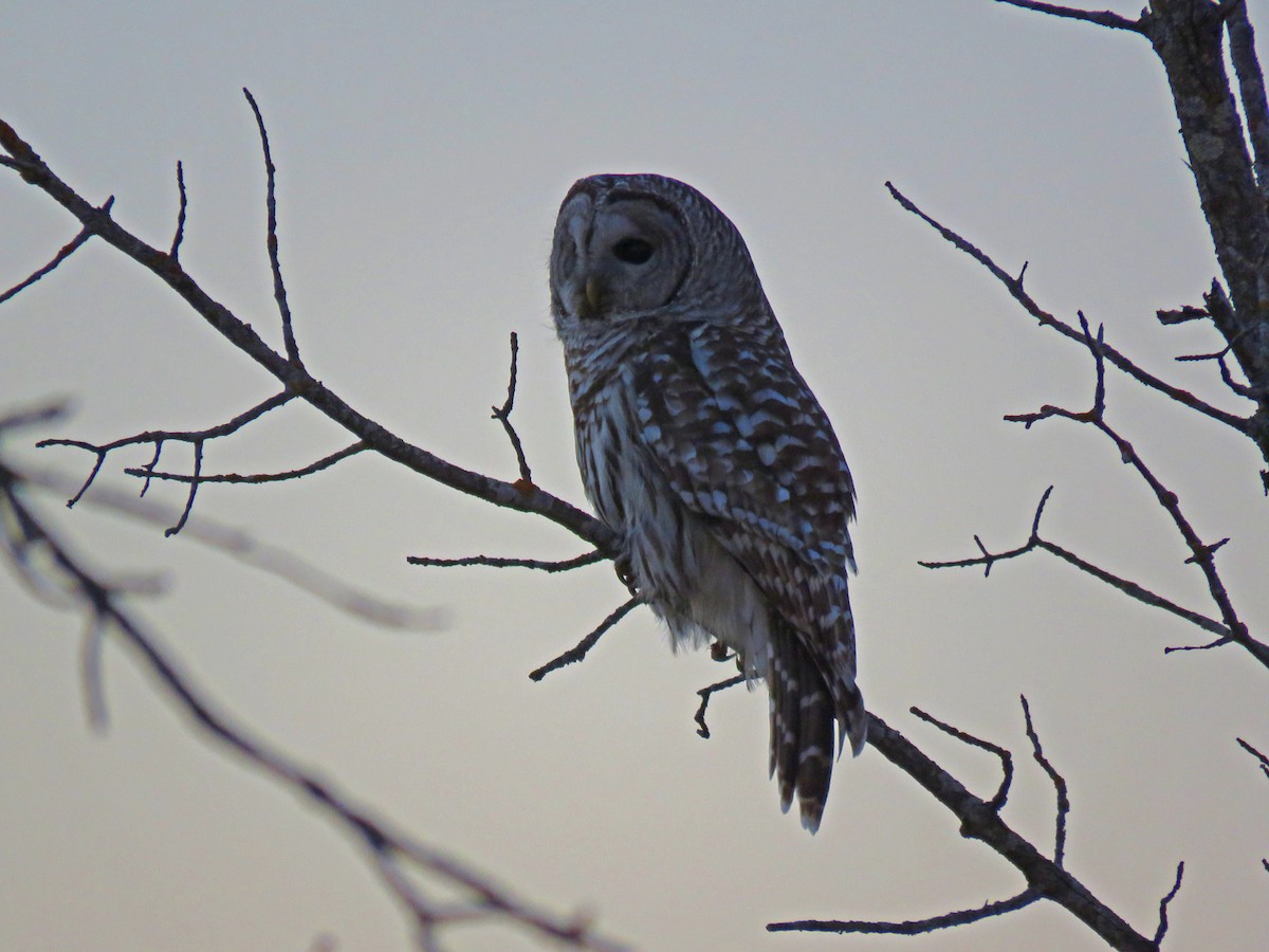 Barred Owl - ML634220853