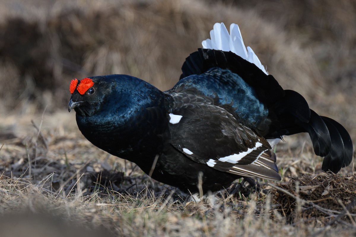 Black Grouse - ML634220856