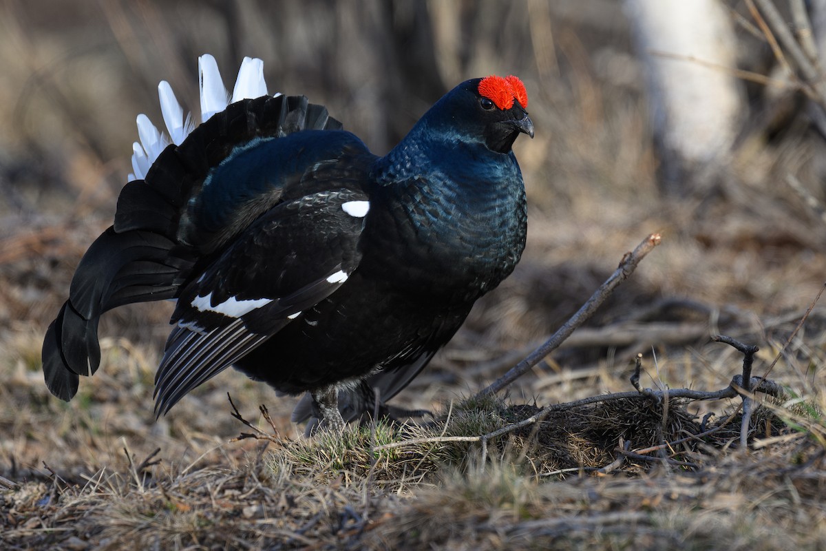 Black Grouse - ML634220857