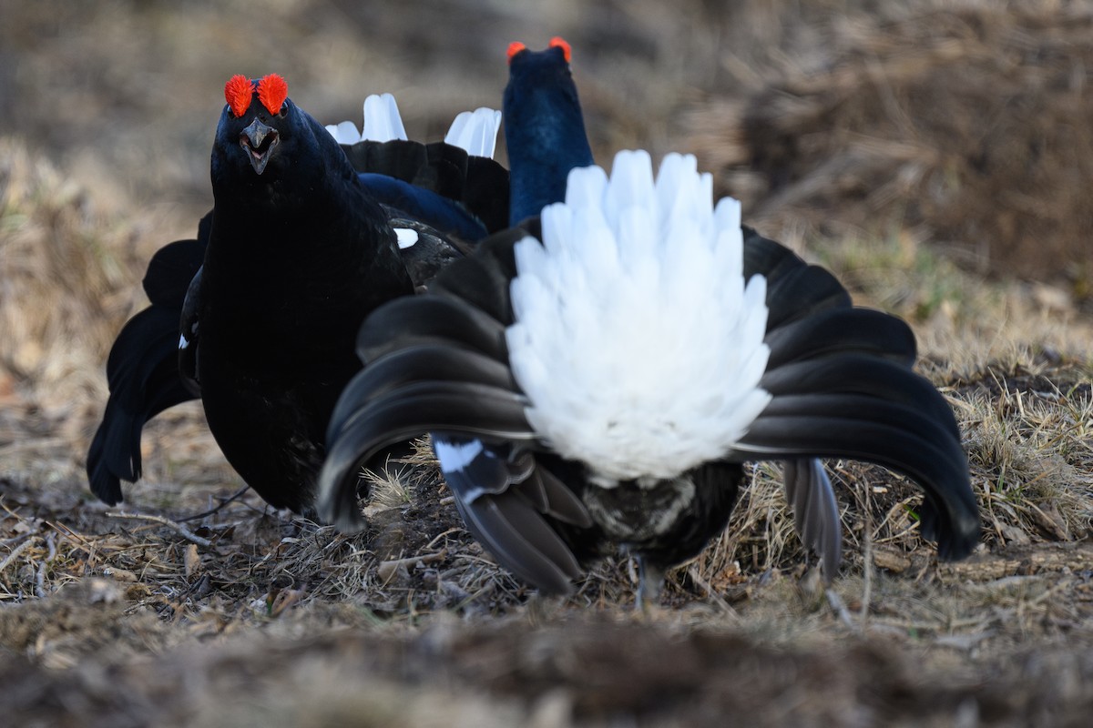 Black Grouse - ML634220860