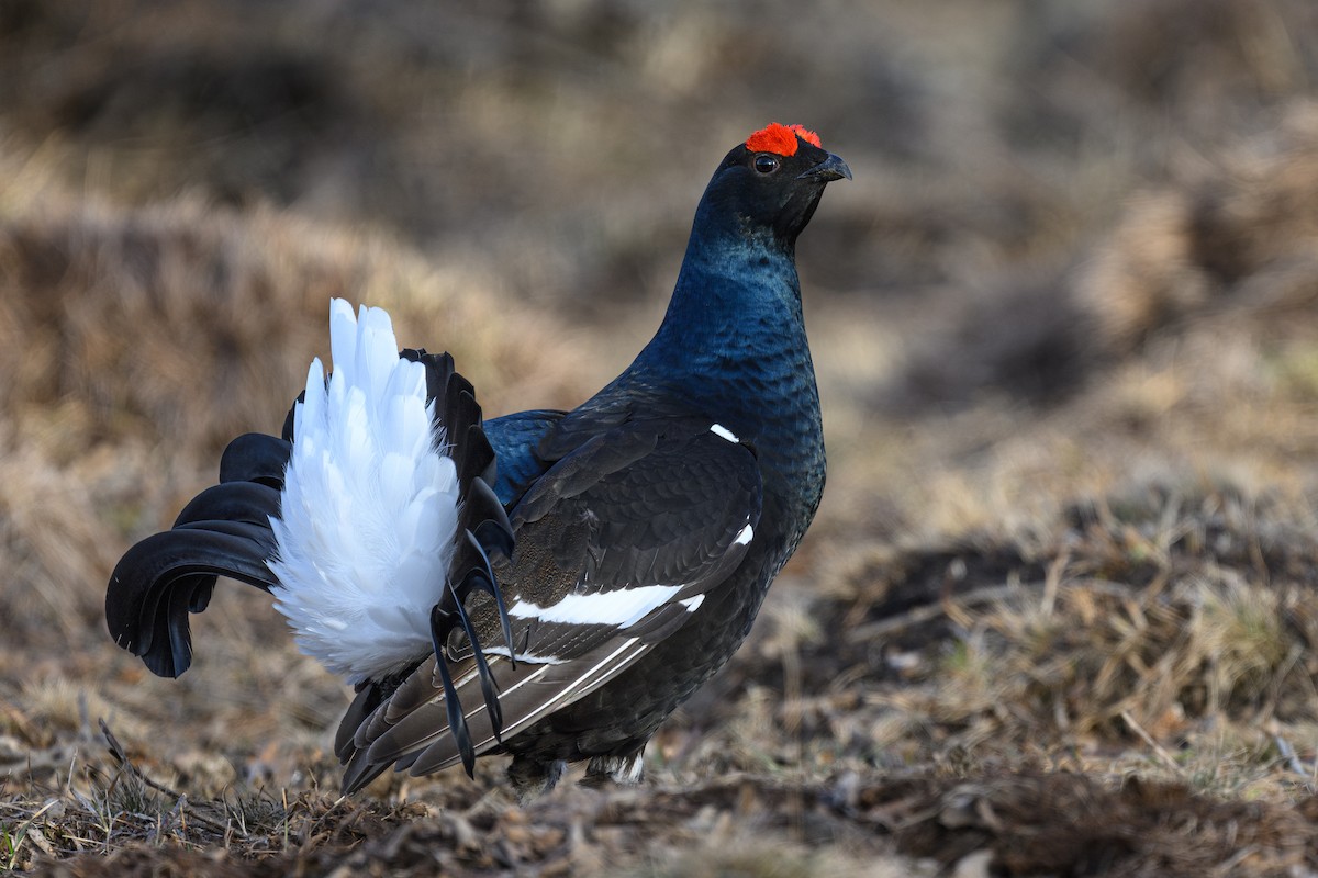 Black Grouse - ML634220861