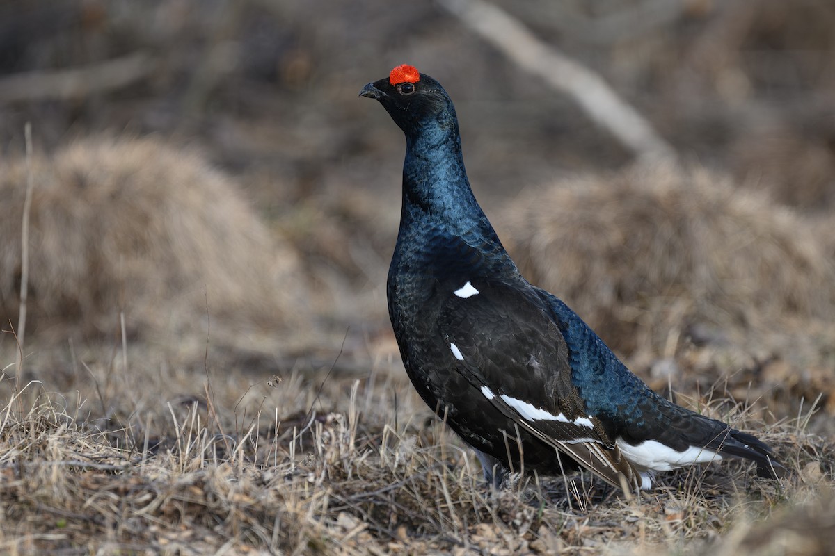 Black Grouse - ML634220862