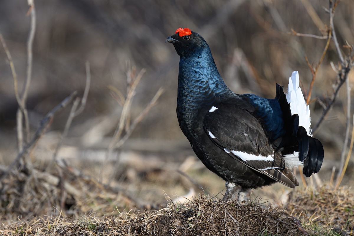Black Grouse - ML634220863