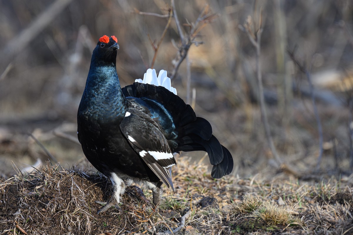 Black Grouse - ML634220864