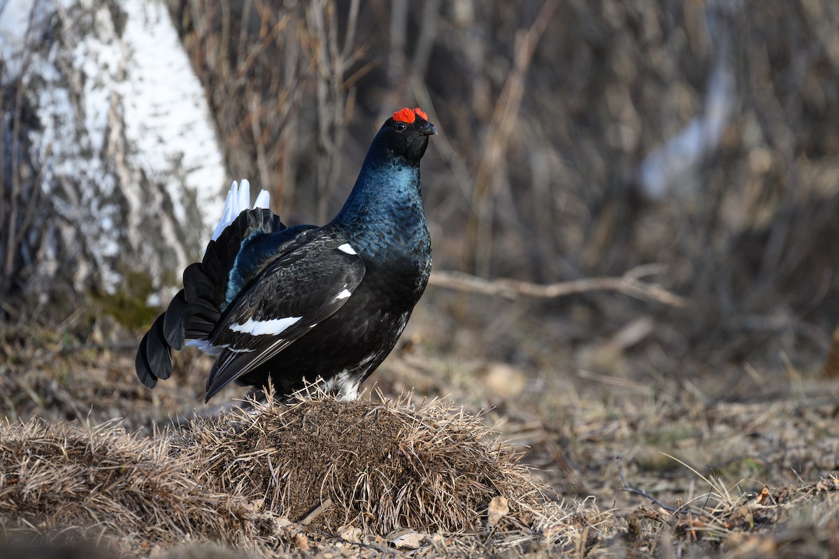 Black Grouse - ML634220868
