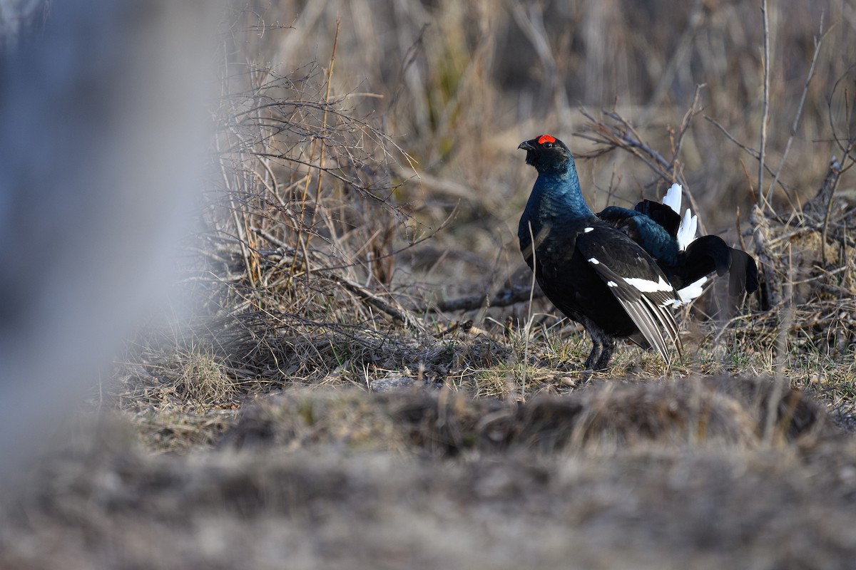 Black Grouse - ML634220869