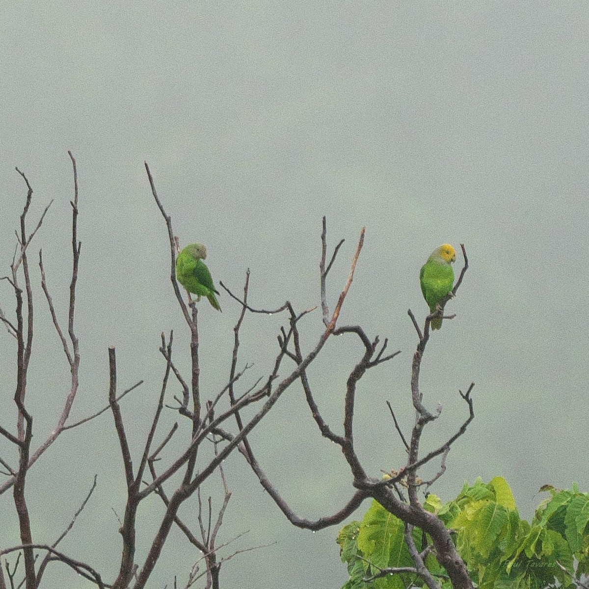 Singing Parrot - ML634220907