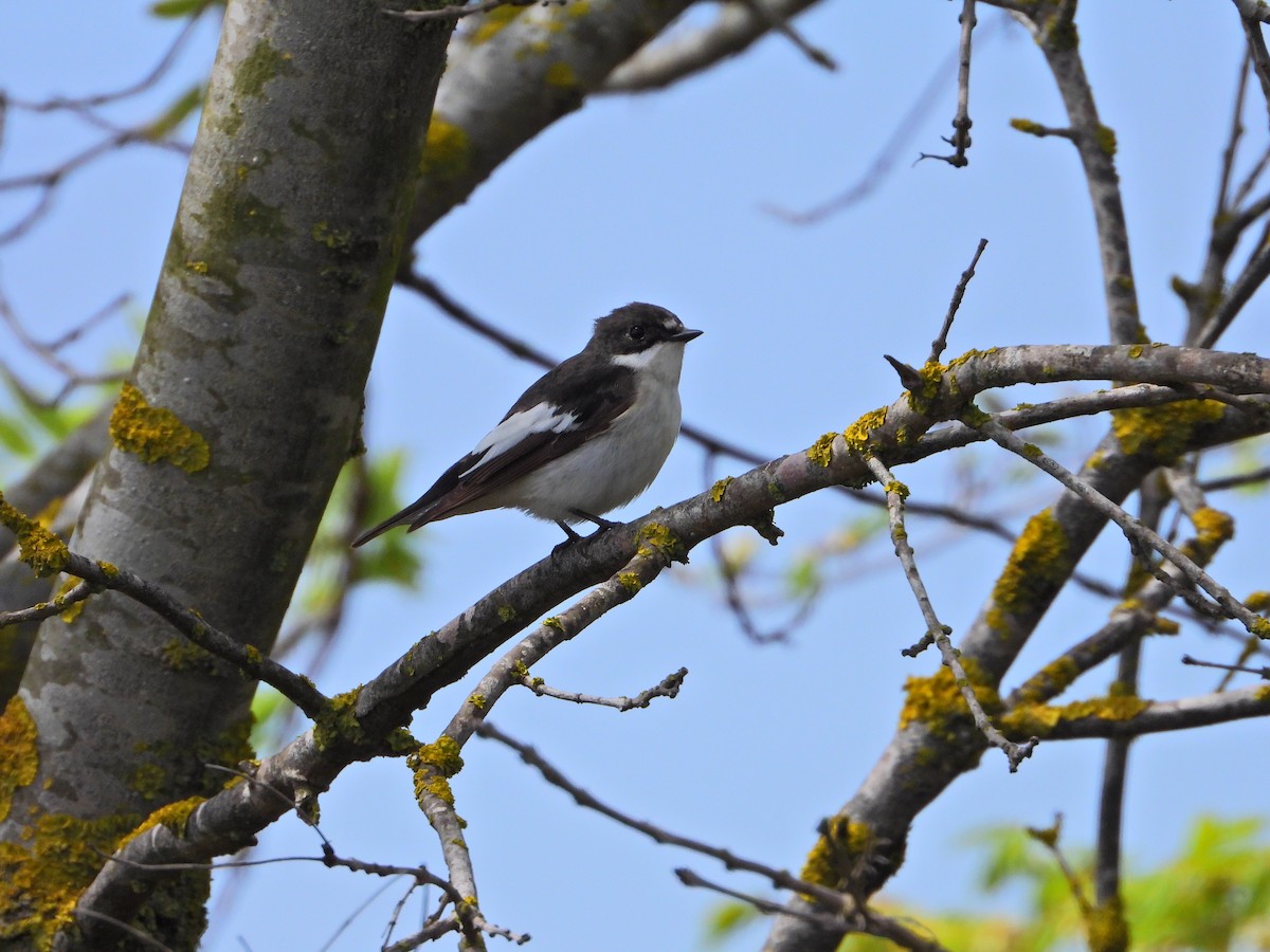 European Pied Flycatcher - ML634220962