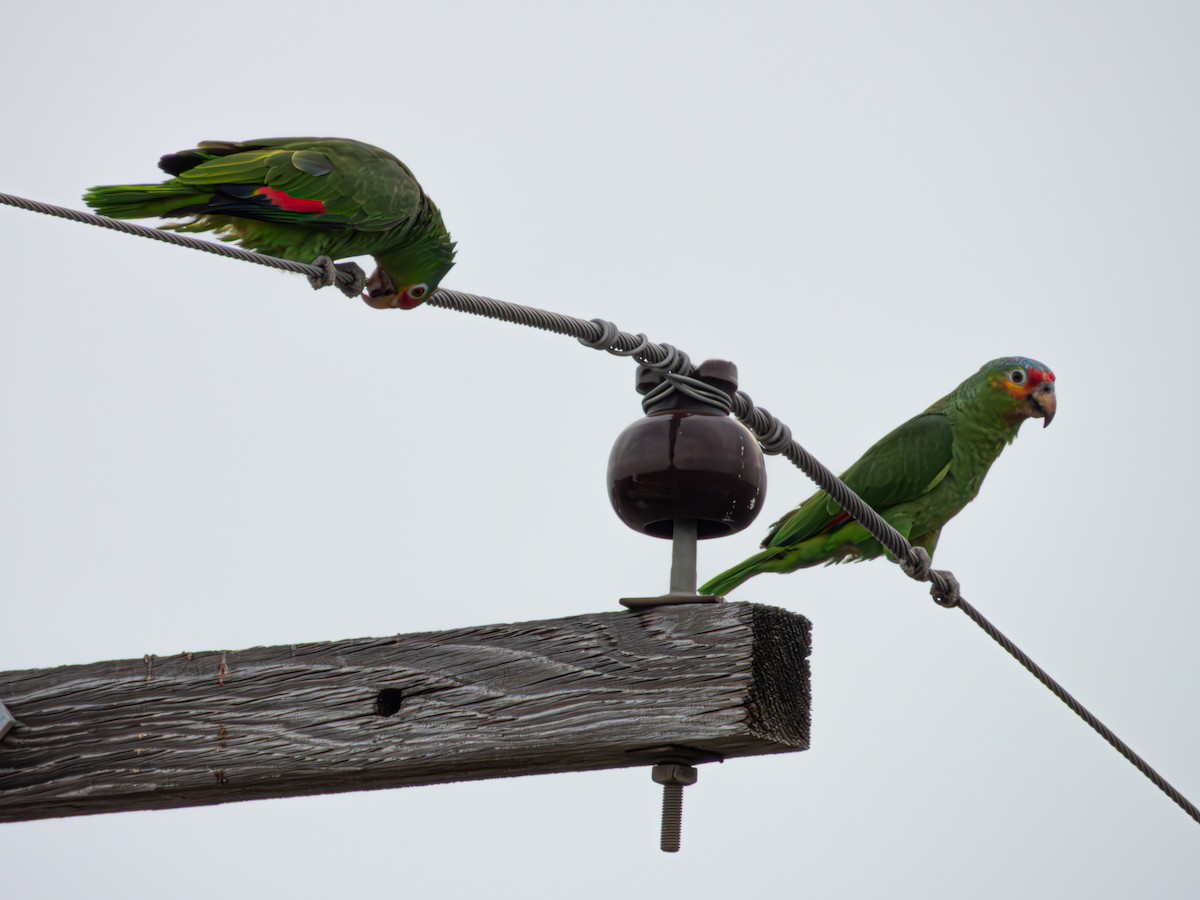 Red-lored Amazon - ML634221026