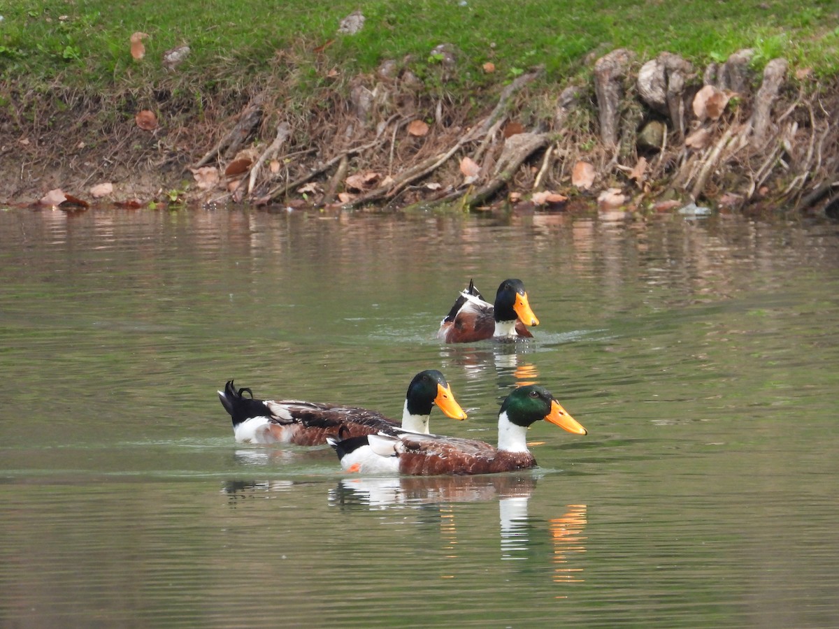 Тэжээмэл нугас - ML634221035