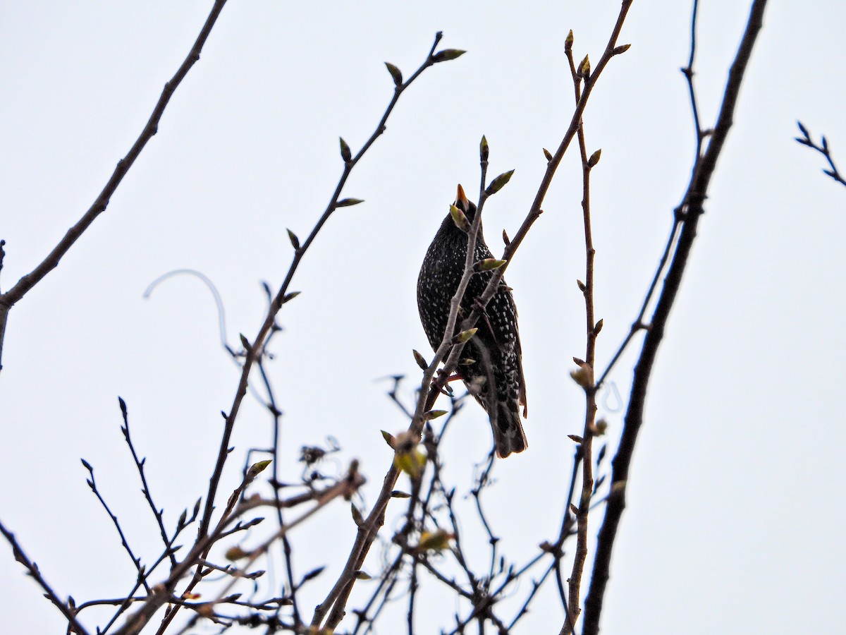 European Starling - ML634221158