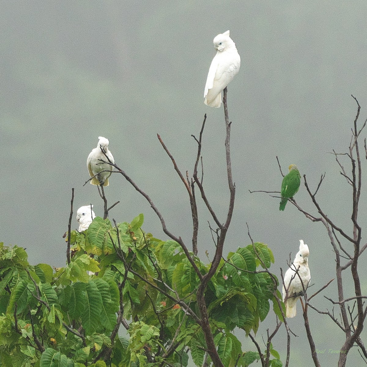 Solomons Corella - ML634221332