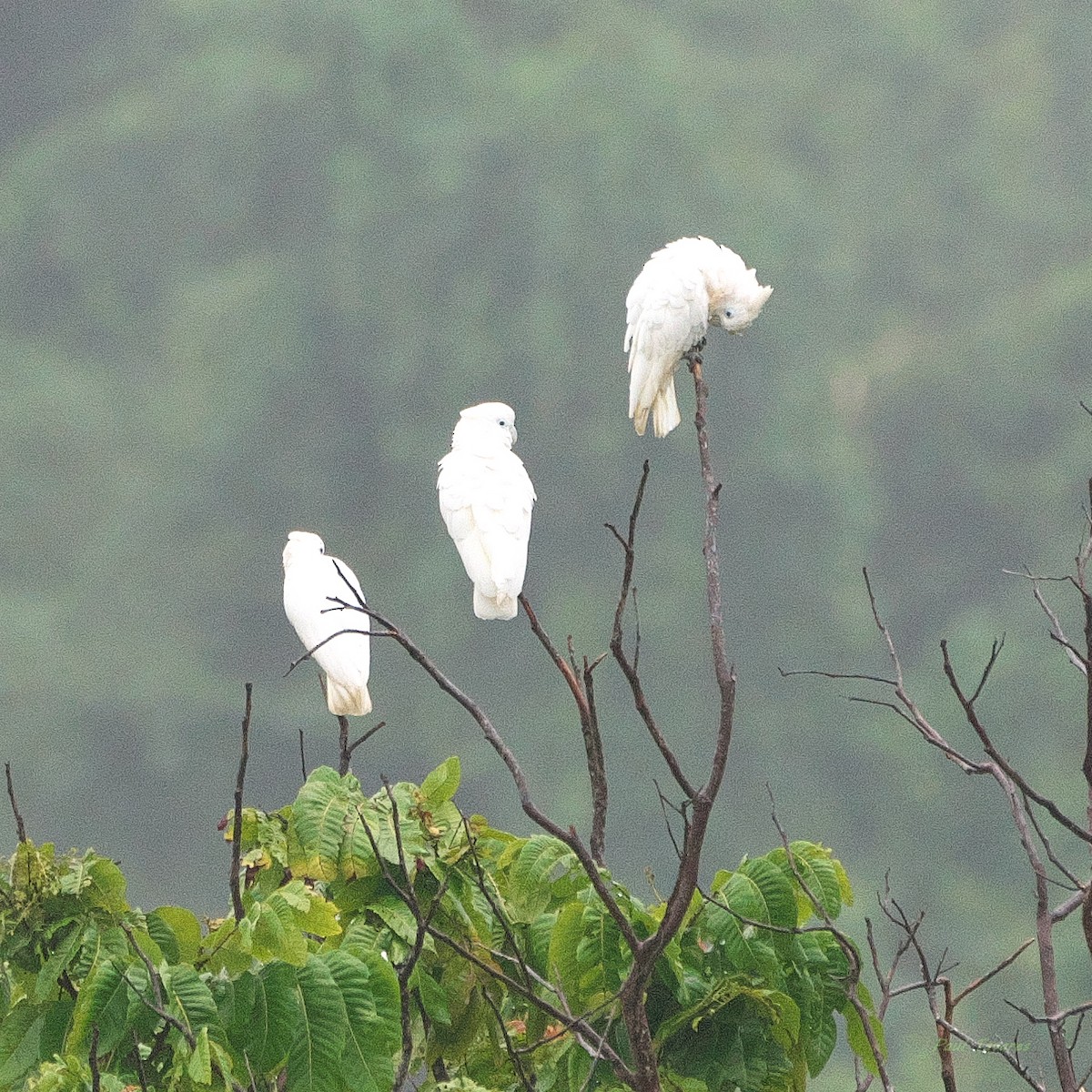 Solomons Corella - ML634221333