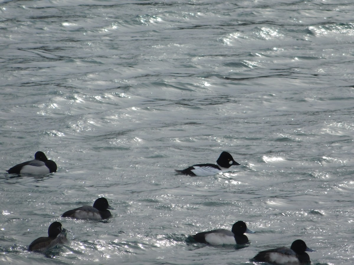 Common Goldeneye - Arrow Z L