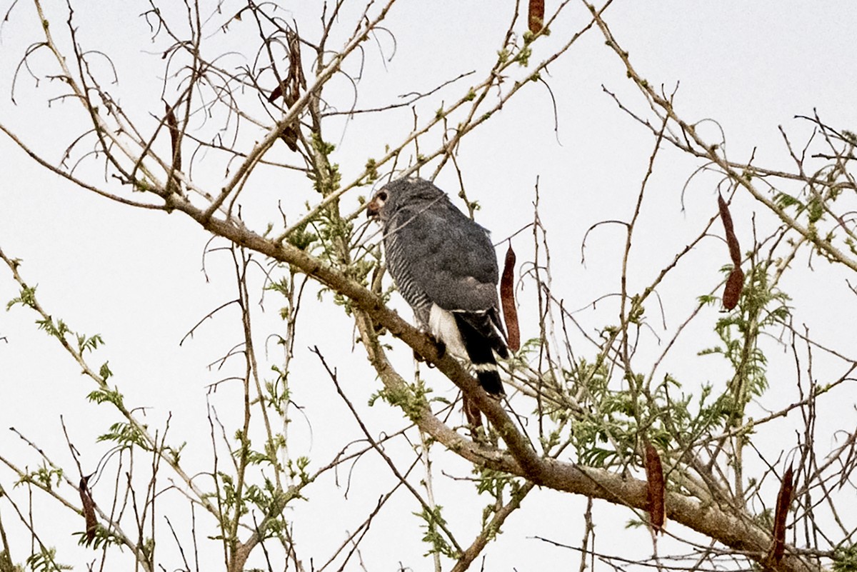 Lizard Buzzard - ML634221474