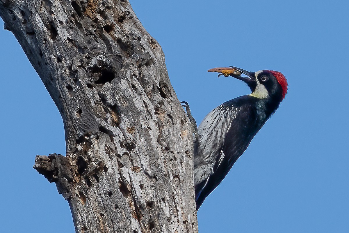 Acorn Woodpecker - ML634221534