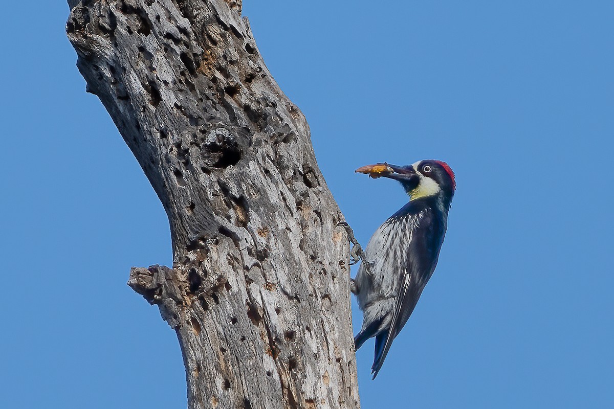 Acorn Woodpecker - ML634221535