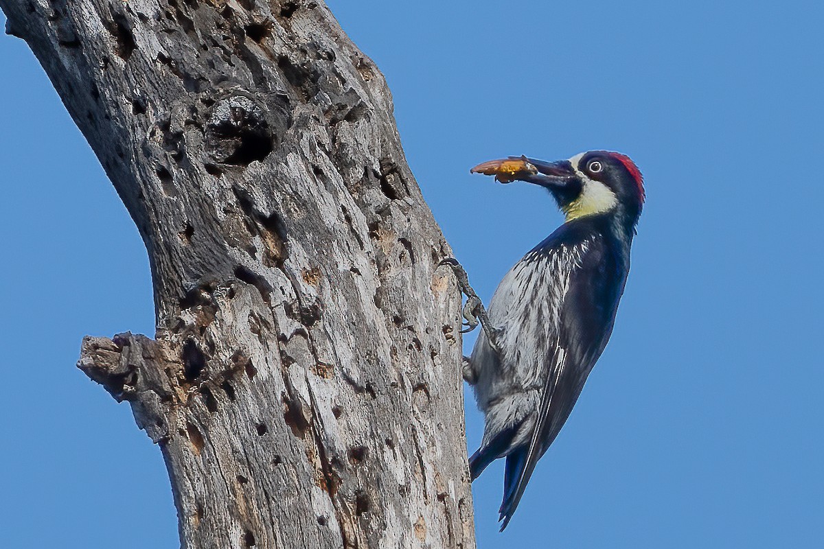 Acorn Woodpecker - ML634221536