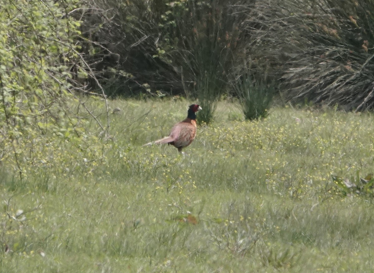 Ring-necked Pheasant - ML634221566