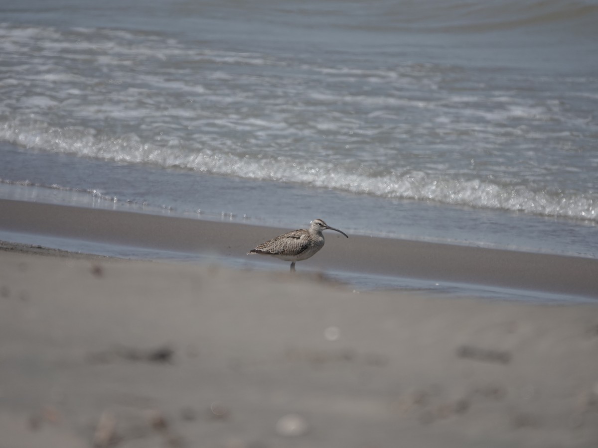 Eurasian Whimbrel - ML634221582