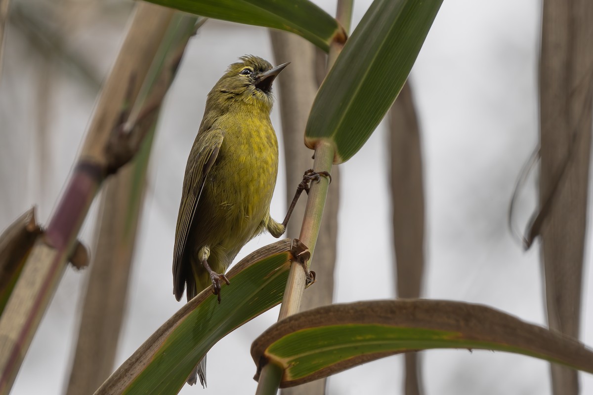 Orange-crowned Warbler - ML634221609