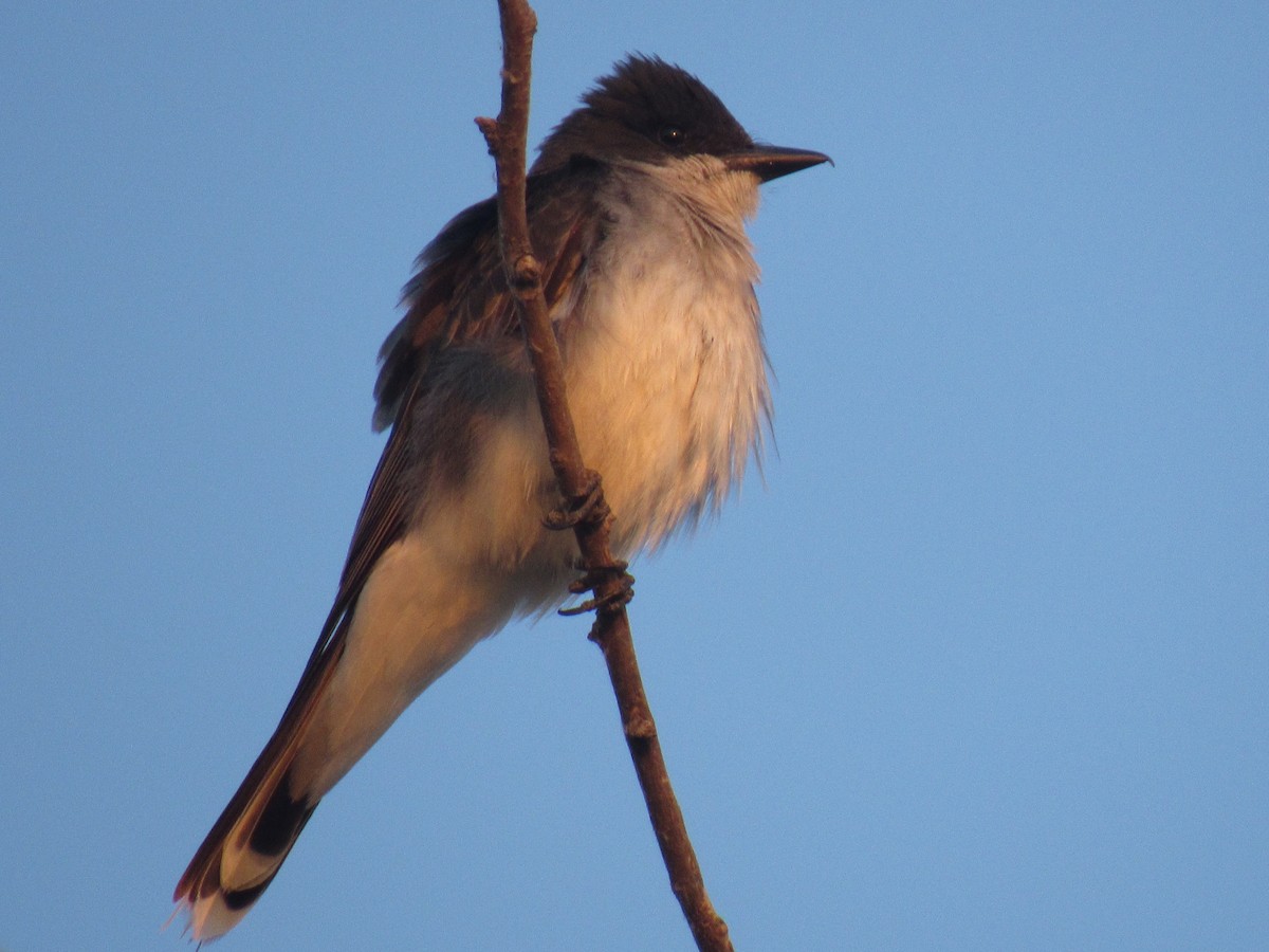 Eastern Kingbird - ML63422161