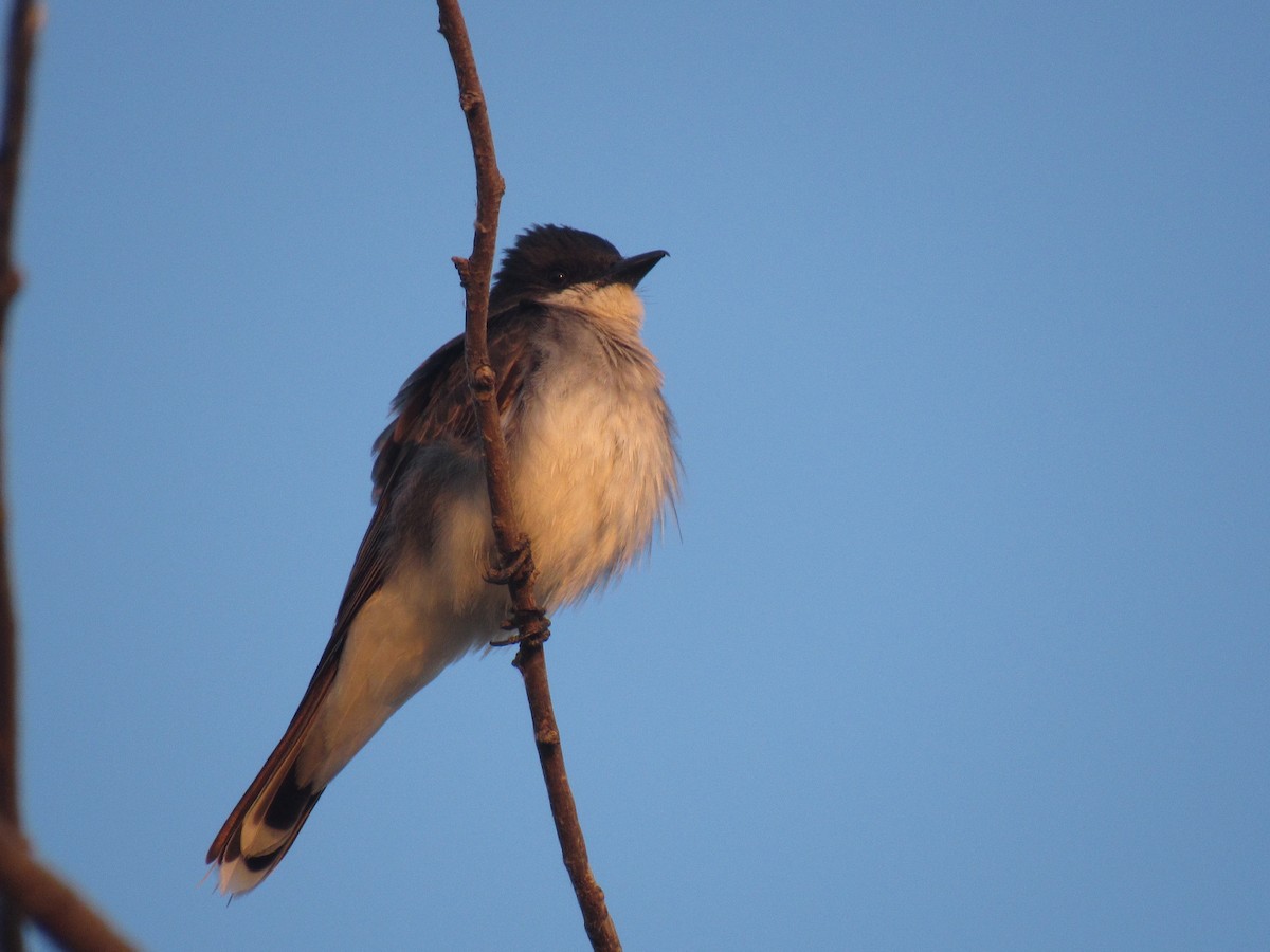 Eastern Kingbird - Jackson  Rudkin