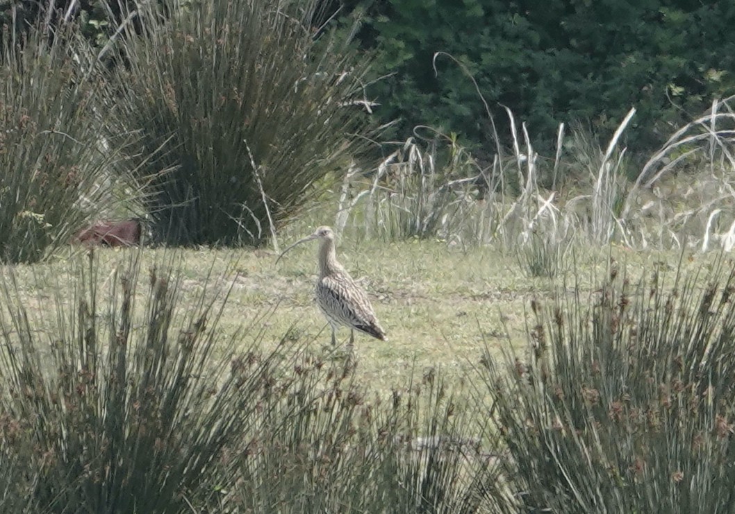 Eurasian Curlew - ML634221719