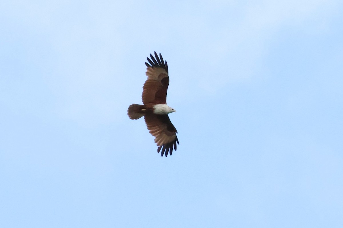 Brahminy Kite - ML634221755