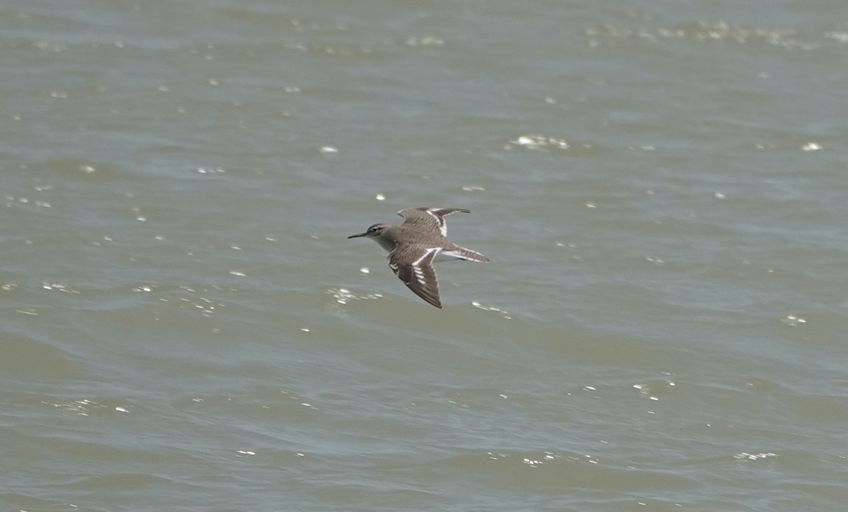Common Sandpiper - ML634221766
