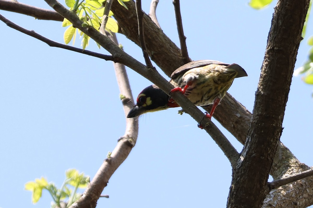 Coppersmith Barbet - ML634221779
