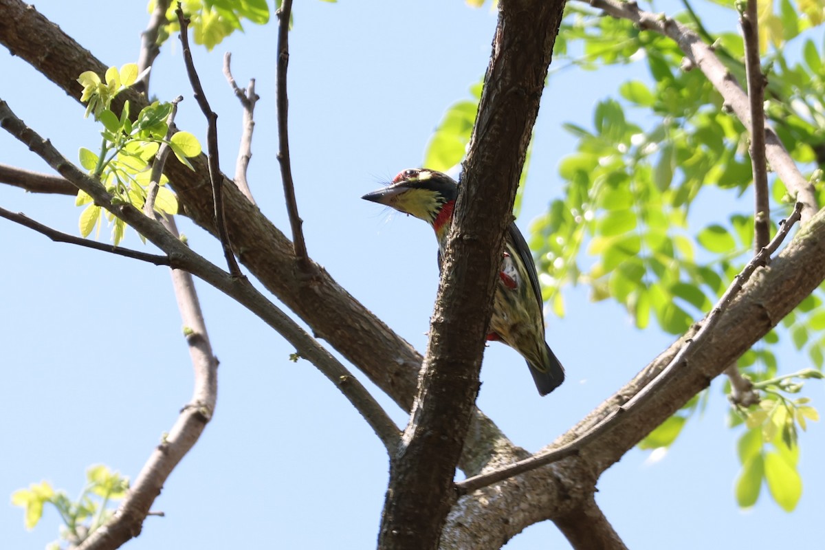 Coppersmith Barbet - ML634221780