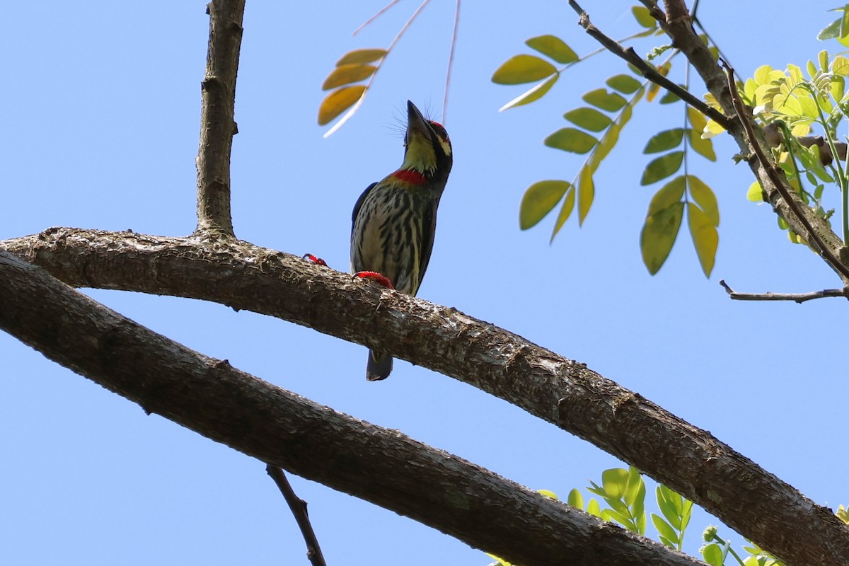 Coppersmith Barbet - ML634221781