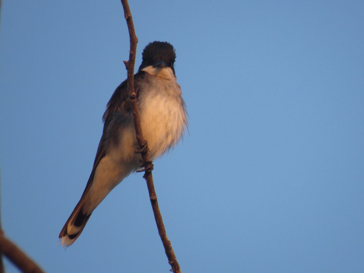 Eastern Kingbird - Jackson  Rudkin