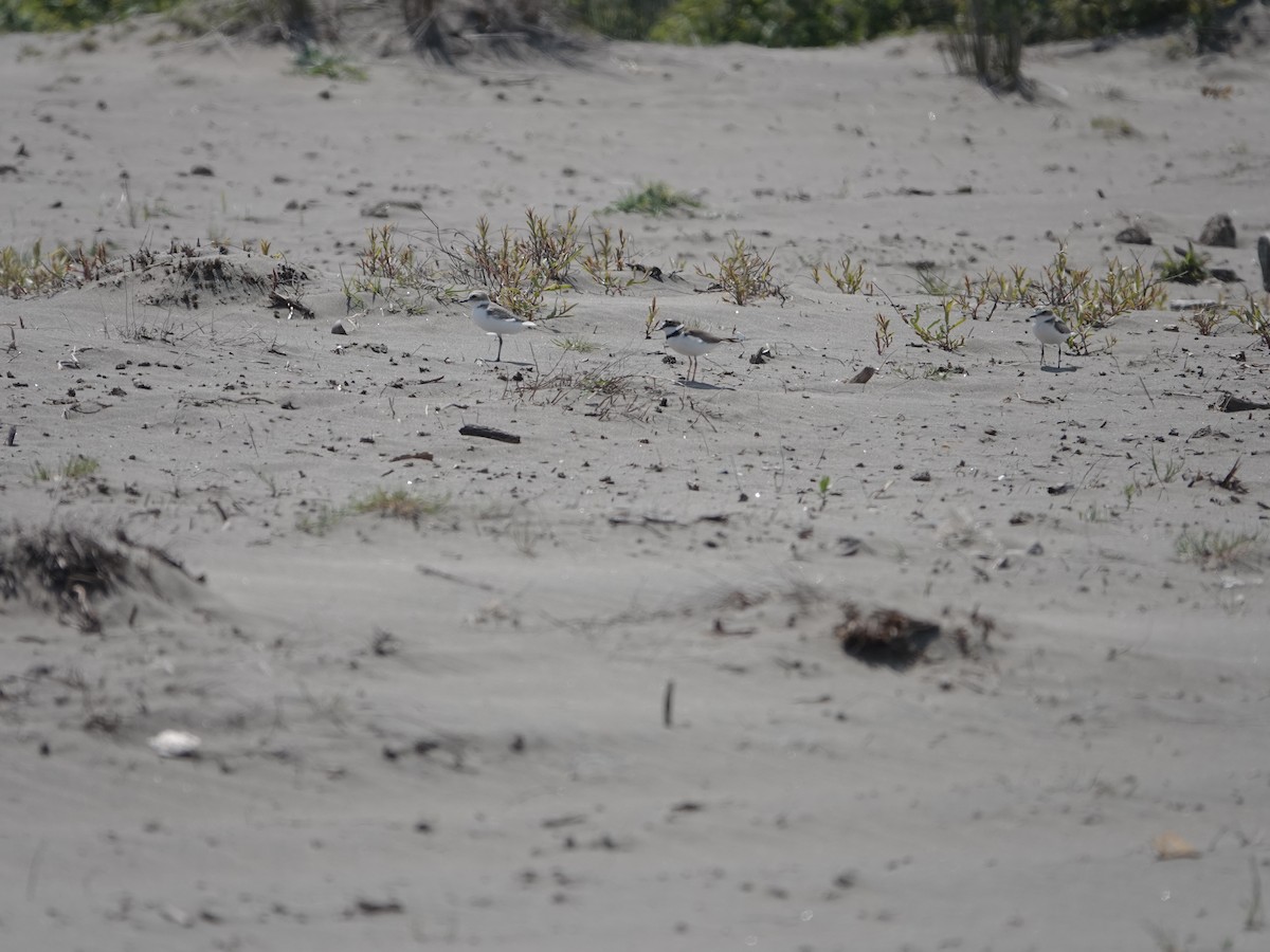 Little Ringed Plover - ML634221827
