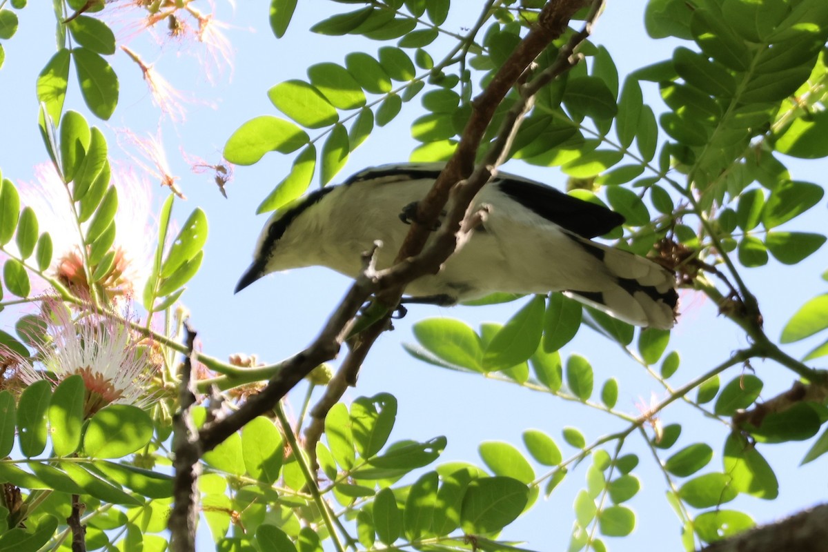 Pied Triller - ML634221831