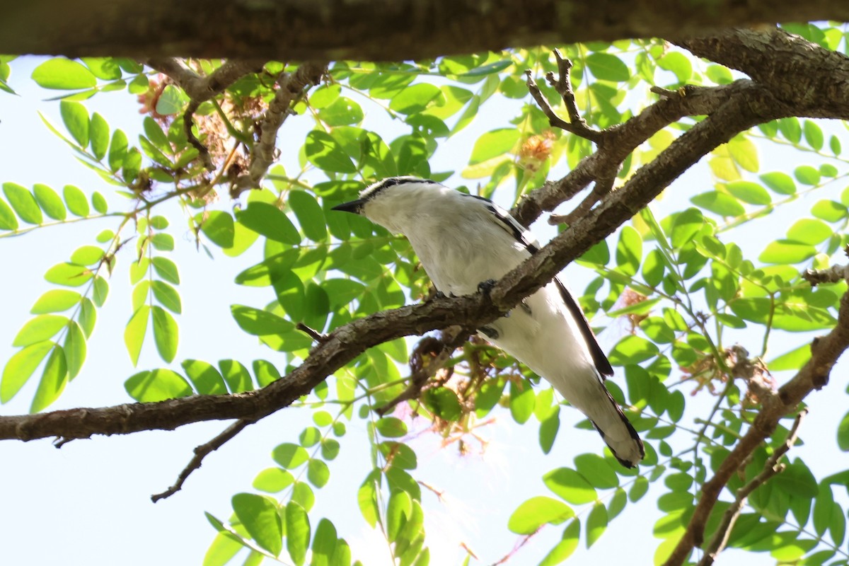 Pied Triller - ML634221832