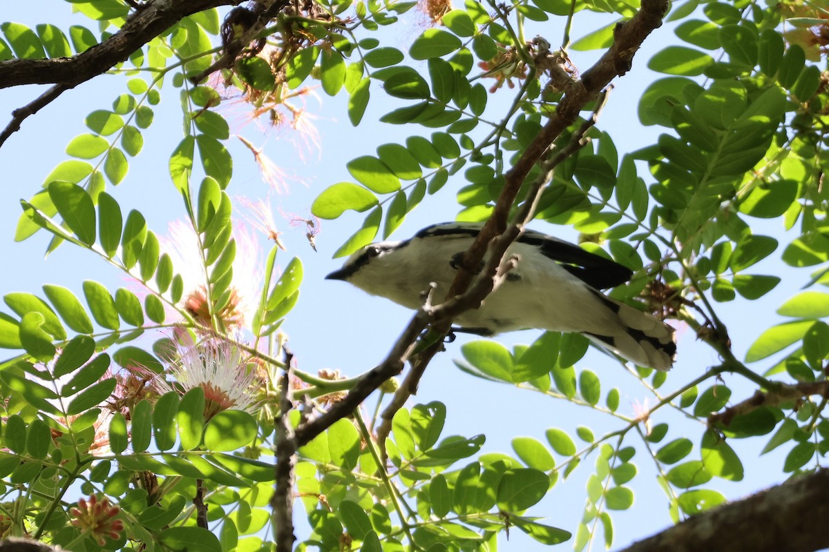 Pied Triller - ML634221833