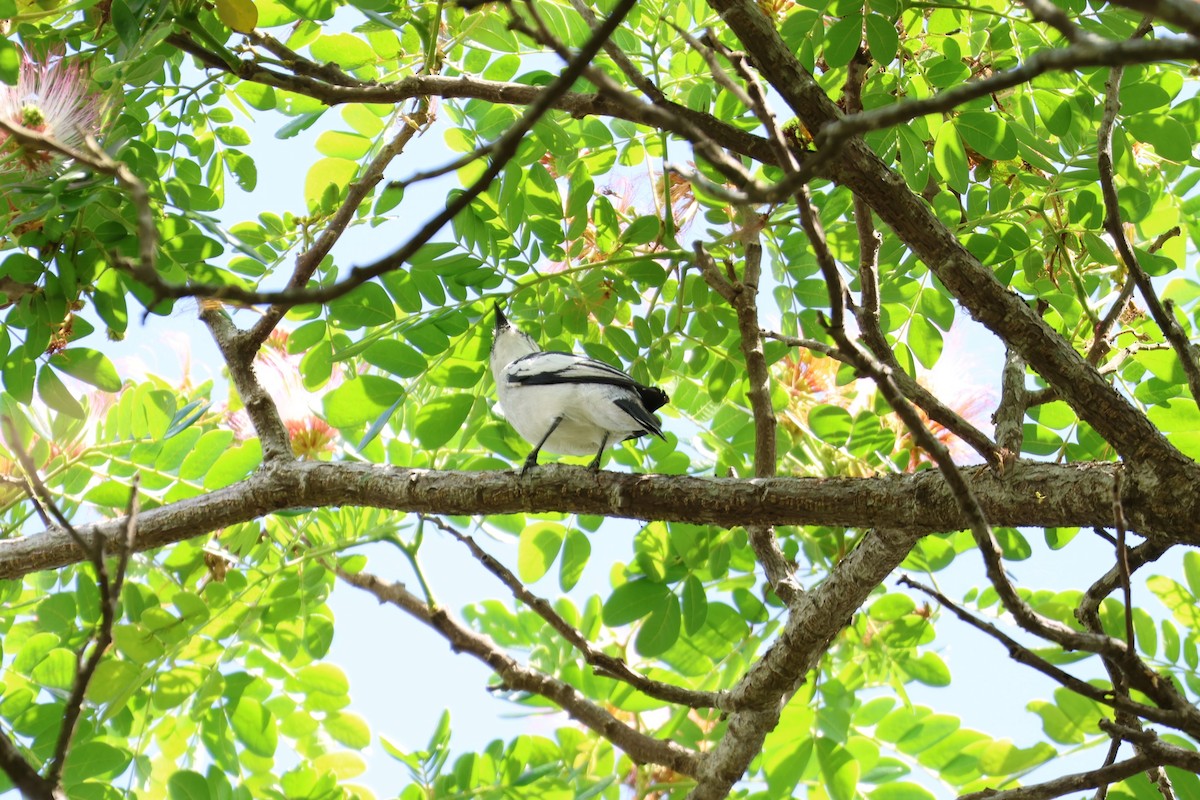 Pied Triller - ML634221834