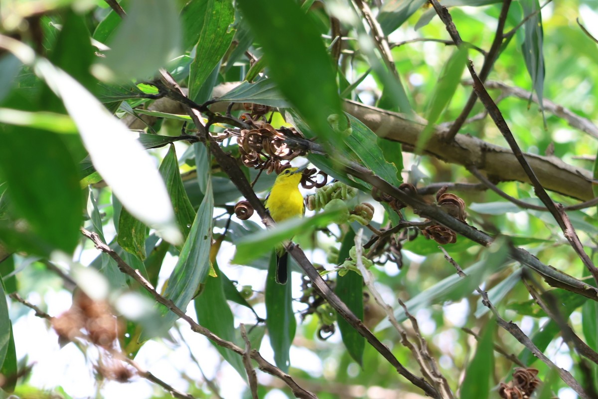 Common Iora - ML634221850