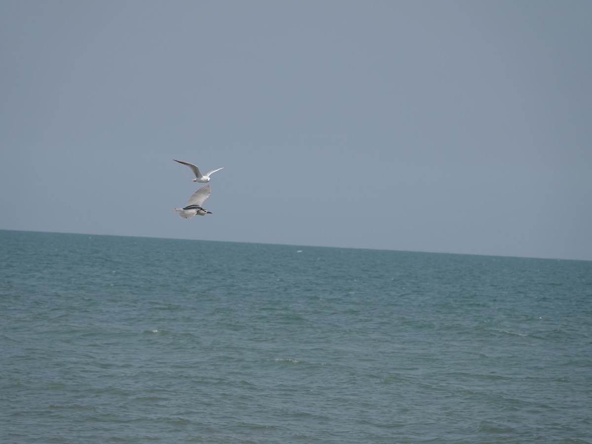 Black-crowned Night Heron - ML634221858