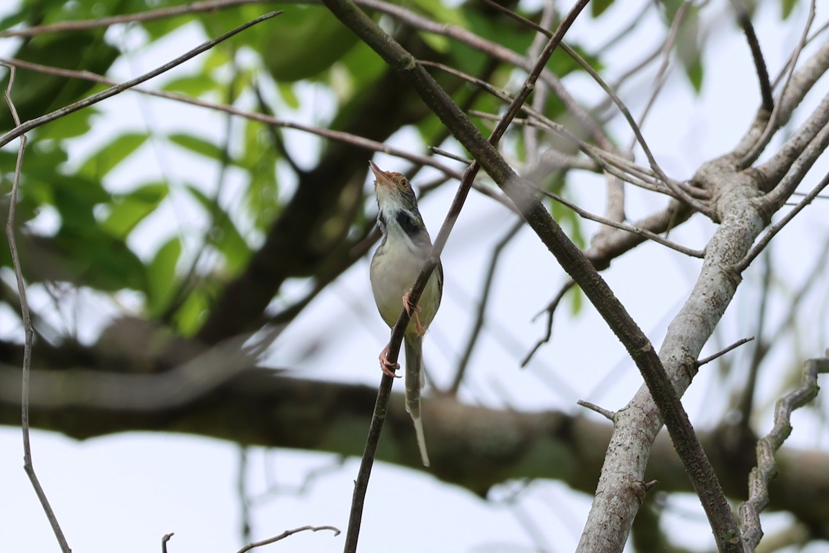 Common Tailorbird - ML634221862